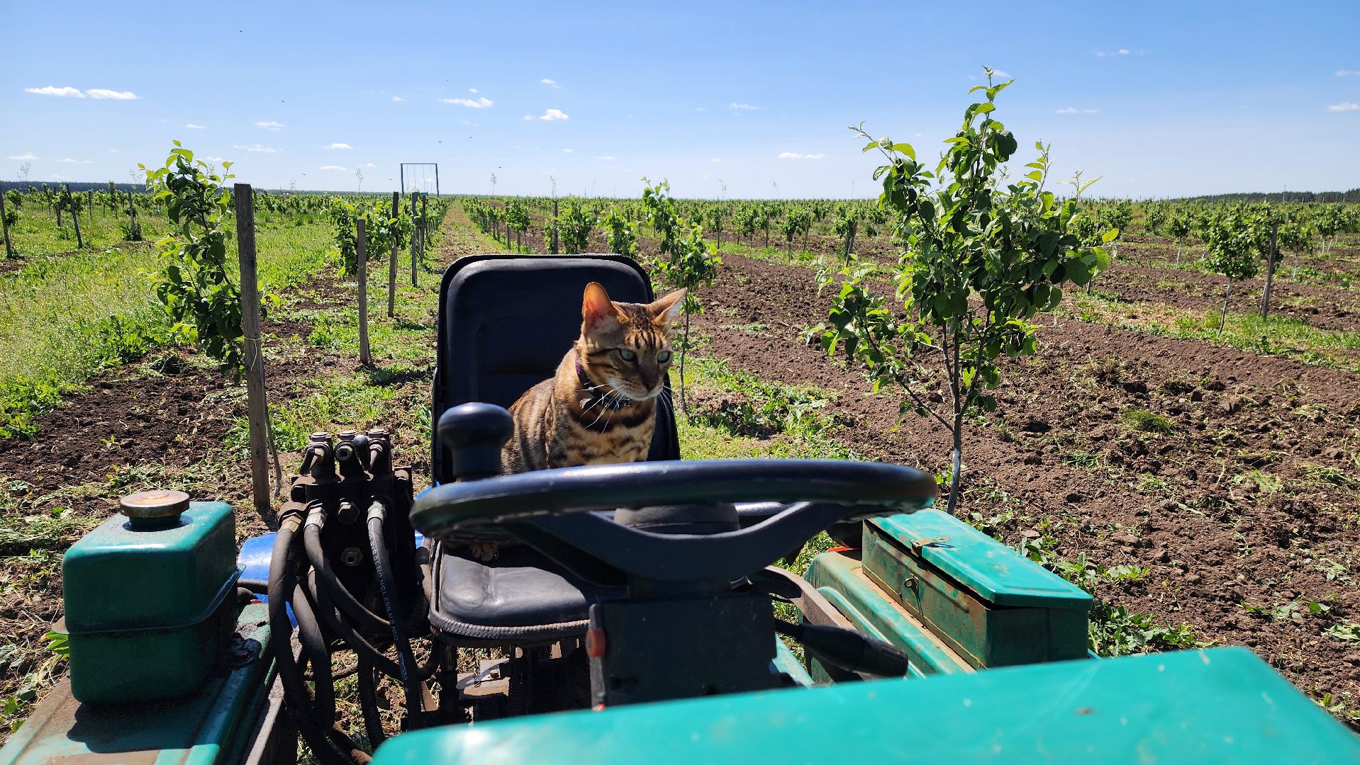 луховицы, яблоневый сад, сельское хозяйство, семейное дело, кфх богатырское,