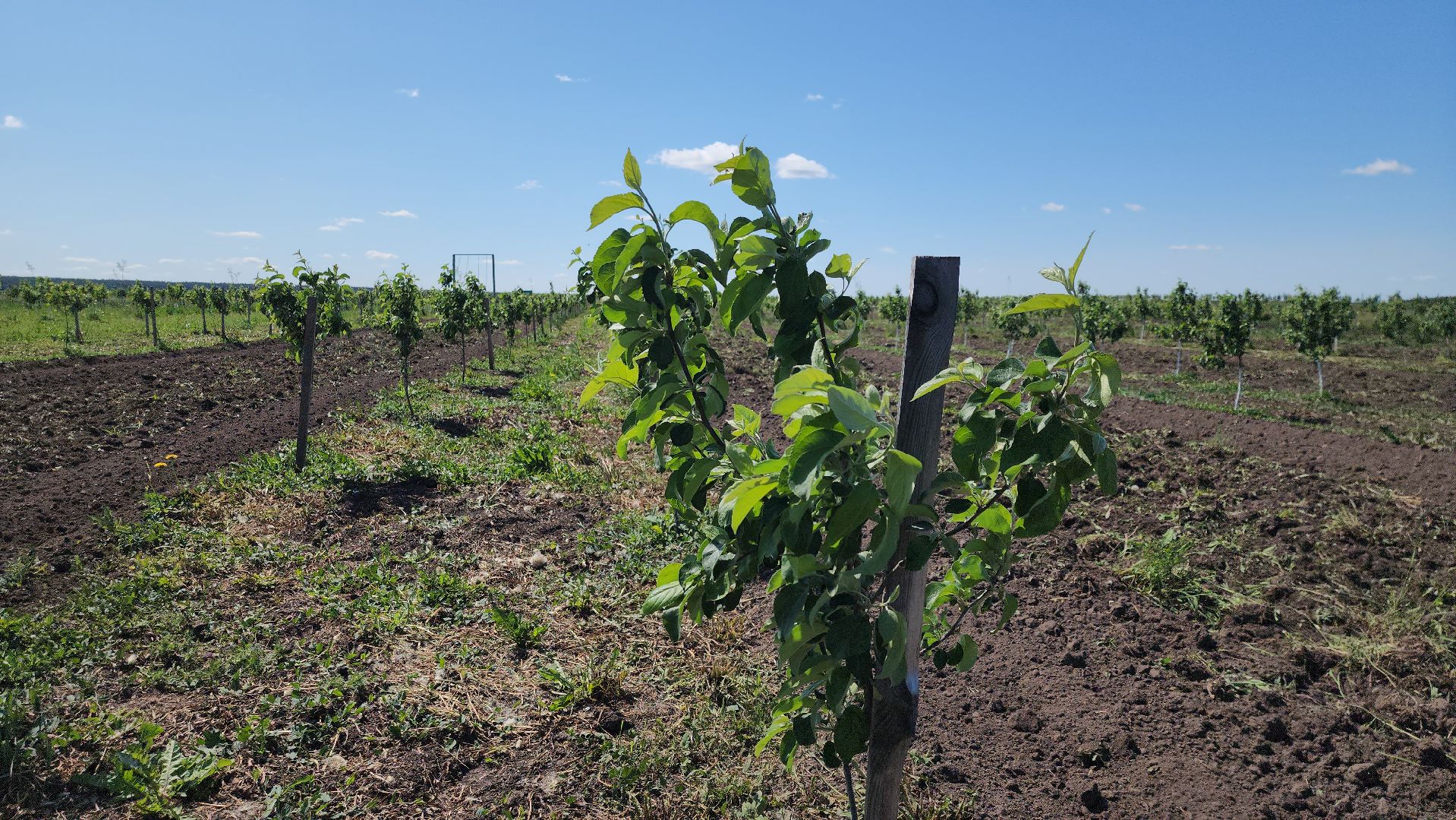 луховицы, яблоневый сад, сельское хозяйство, семейное дело, кфх богатырское,