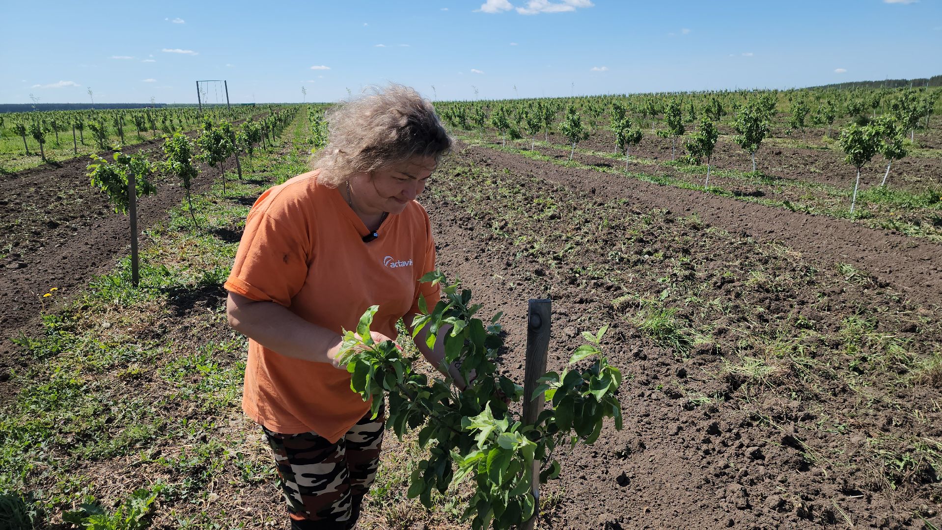 луховицы, яблоневый сад, сельское хозяйство, семейное дело, кфх богатырское,