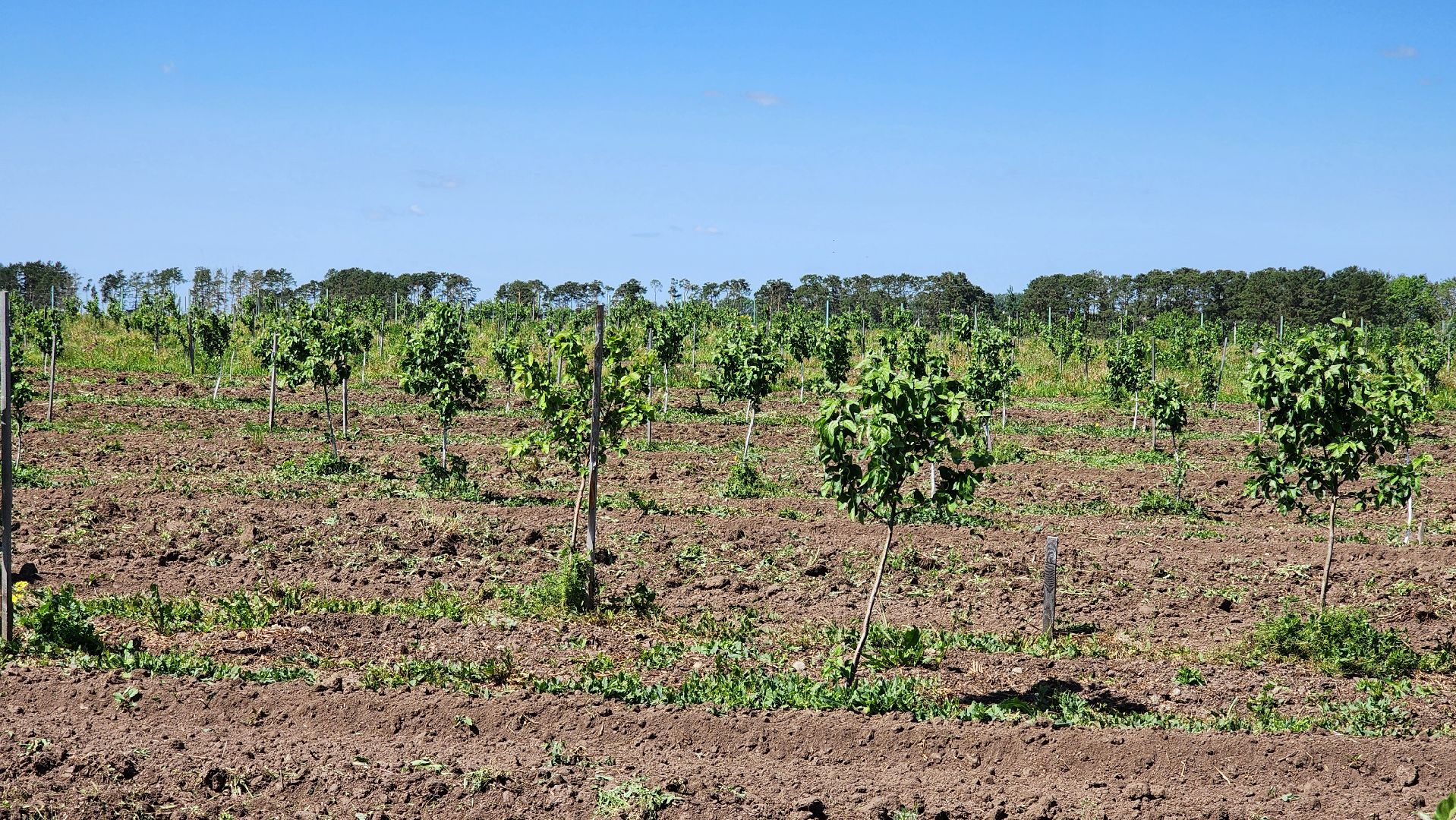 луховицы, яблоневый сад, сельское хозяйство, семейное дело, кфх богатырское,