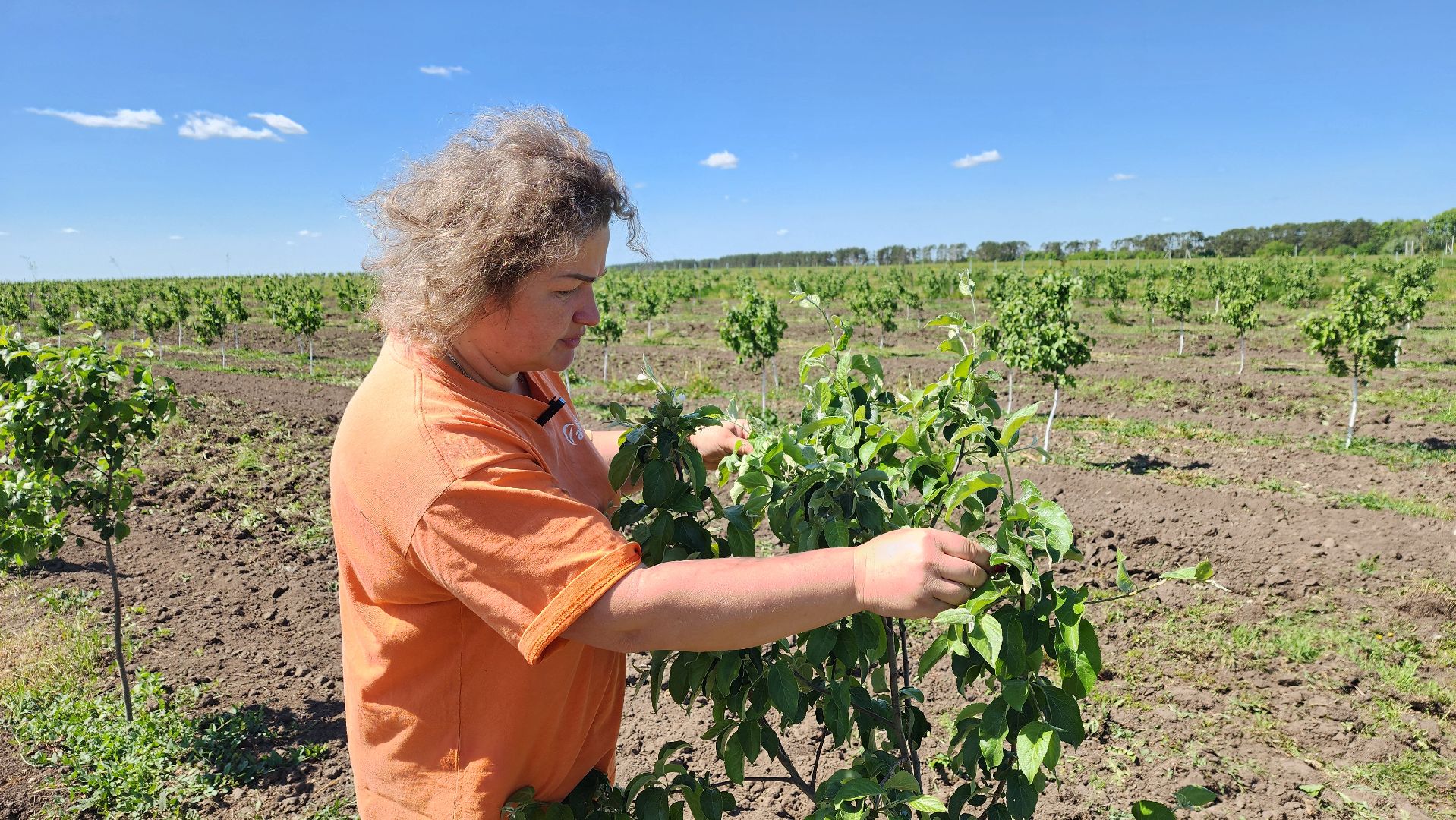 луховицы, яблоневый сад, сельское хозяйство, семейное дело, кфх богатырское,
