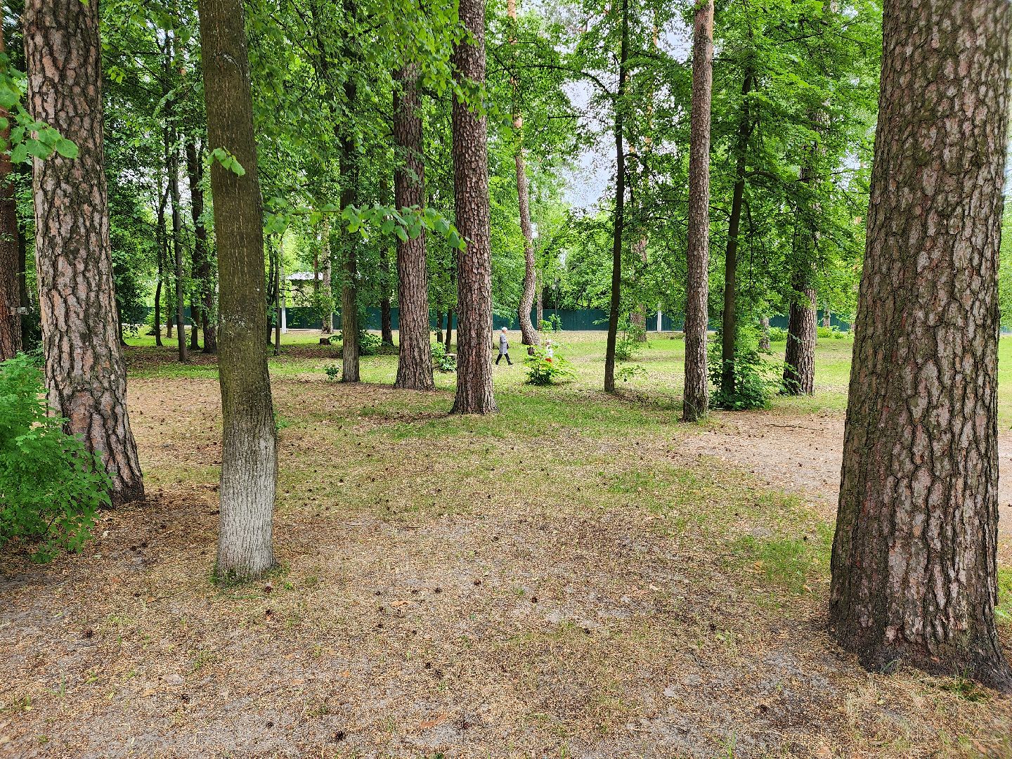 благоустройство 2025, шатура, шатурский парк, активный отдых, отдых в подмосковье, парки подмосковья, дирекция парков,