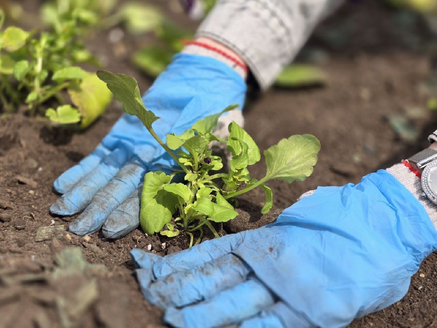 можайск, можайский муниципальный округ, подмосковье, благоустройство, однолетние цветы,