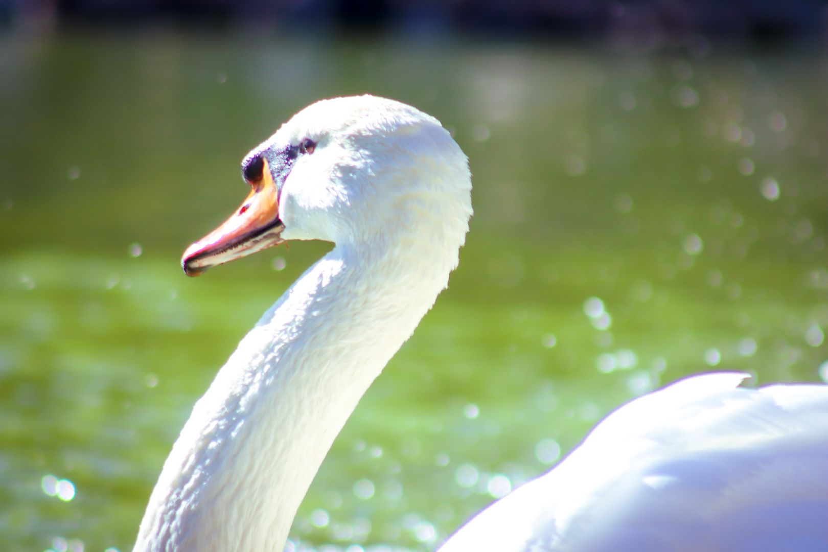 клин, общество, животные, лето в подмосковье, туризм,