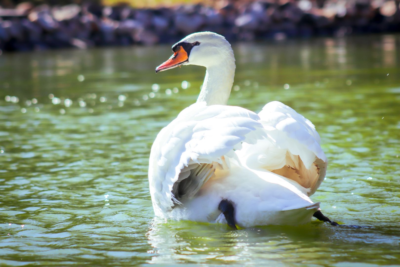 клин, общество, животные, лето в подмосковье, туризм,
