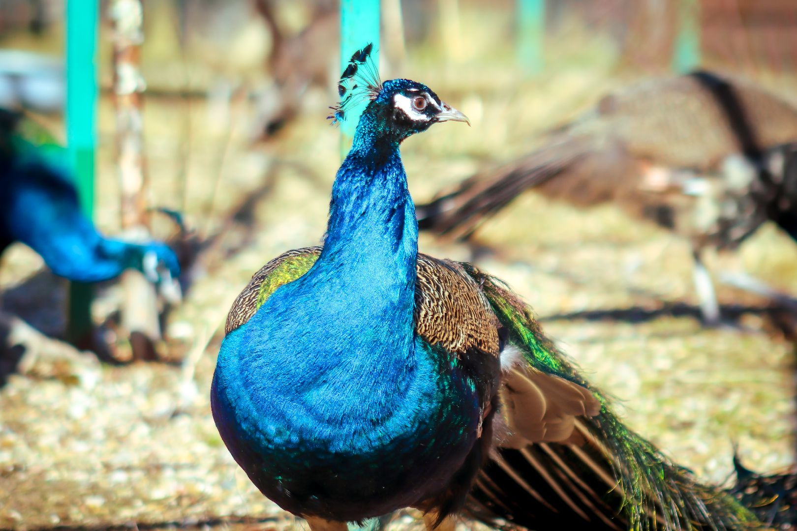клин, общество, животные, лето в подмосковье, туризм,