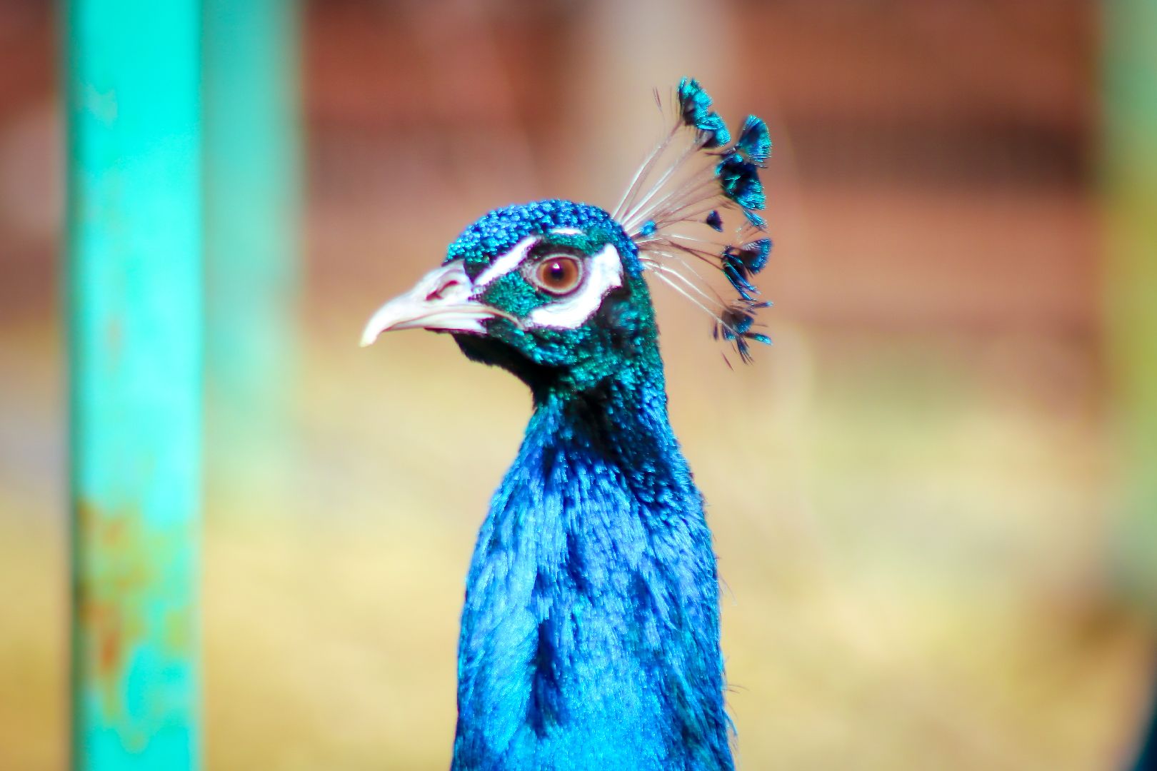 клин, общество, животные, лето в подмосковье, туризм,