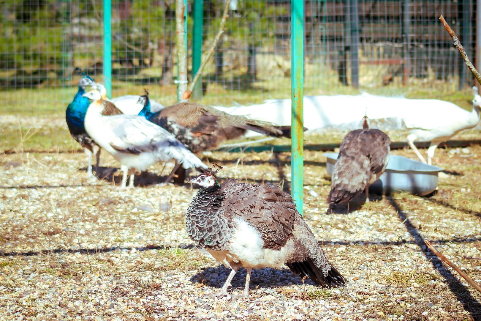 клин, общество, животные, лето в подмосковье, туризм,