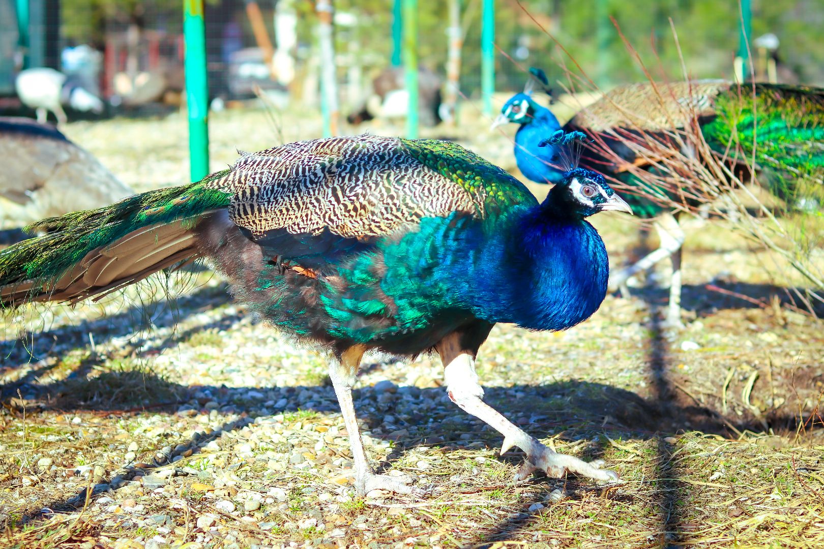 клин, общество, животные, лето в подмосковье, туризм,