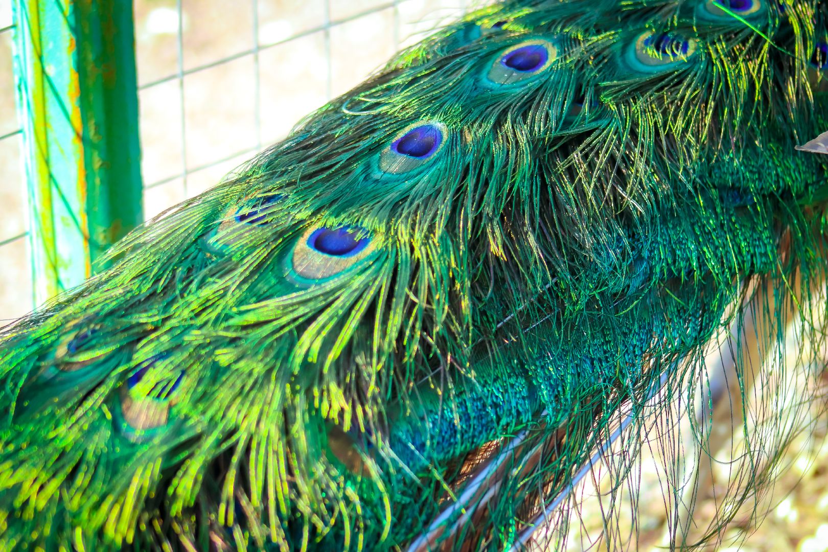 клин, общество, животные, лето в подмосковье, туризм,