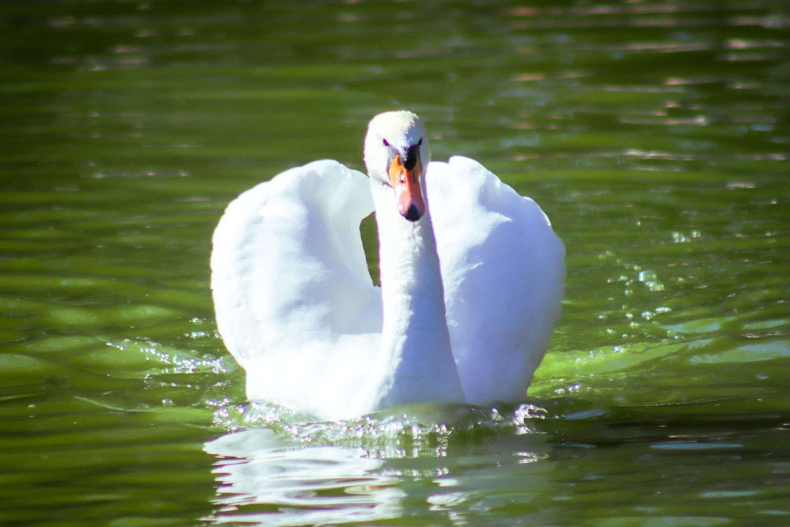 клин, общество, животные, лето в подмосковье, туризм,