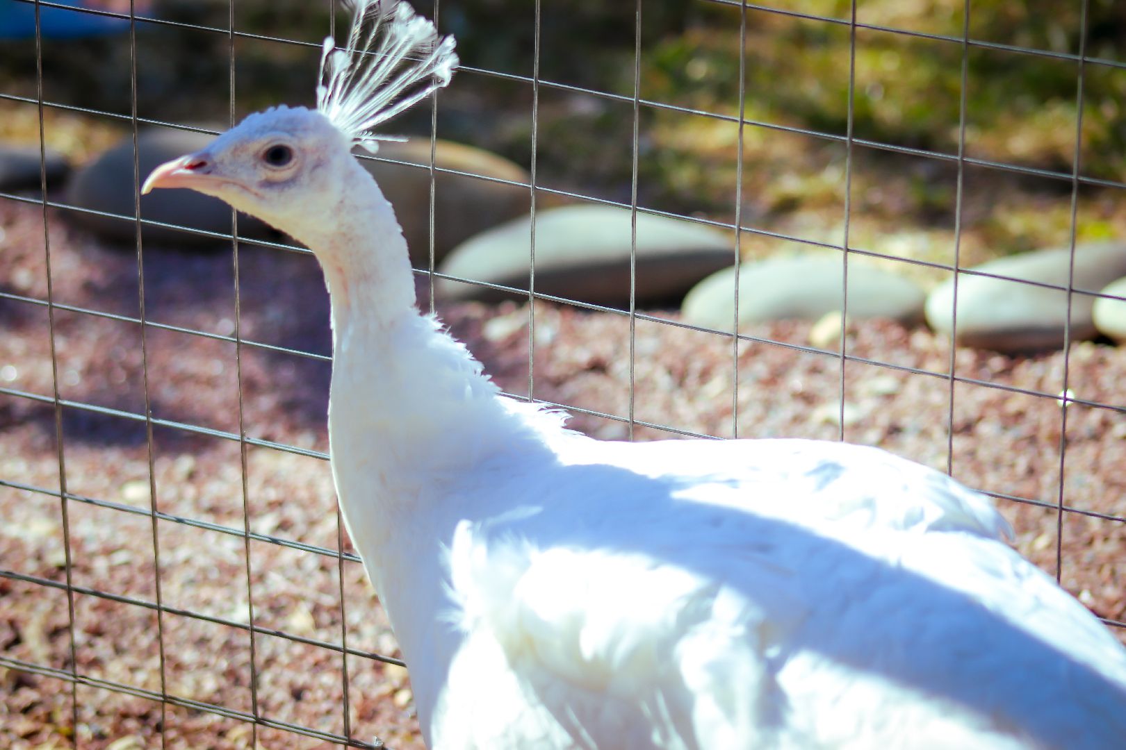 клин, общество, животные, лето в подмосковье, туризм,