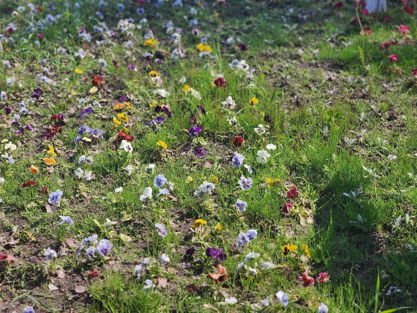 королёв, горзеленхозстрой, благоустройство ,