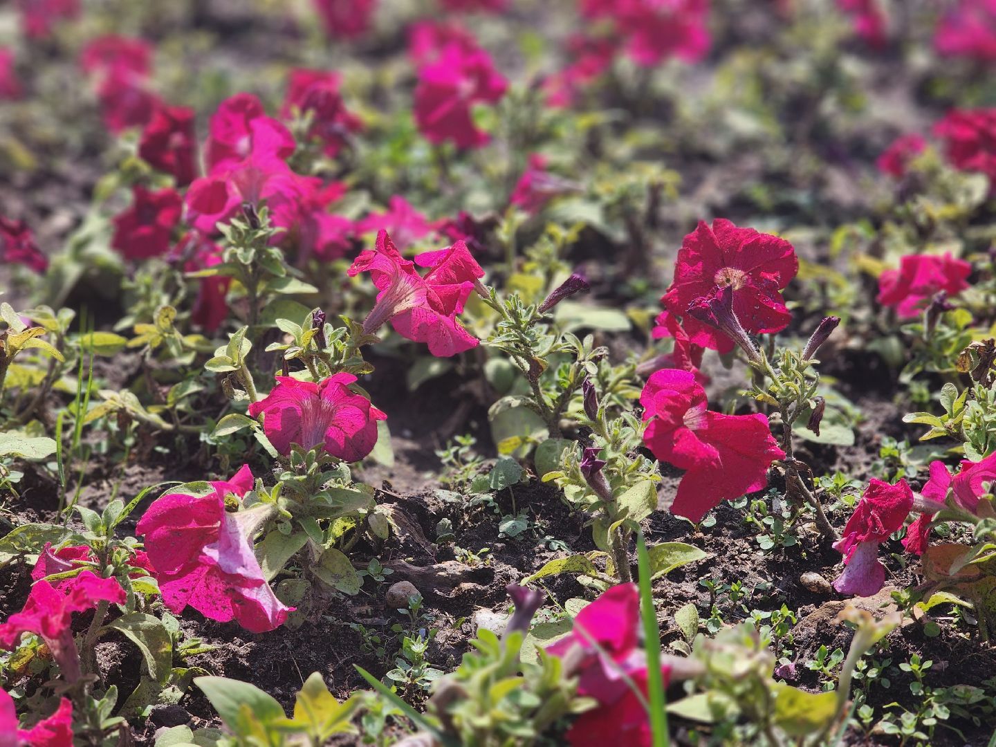 королёв, горзеленхозстрой, благоустройство ,