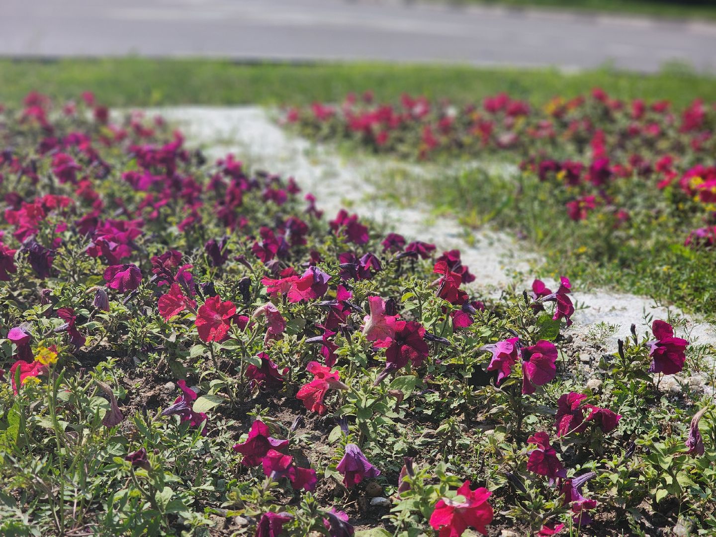 королёв, горзеленхозстрой, благоустройство ,