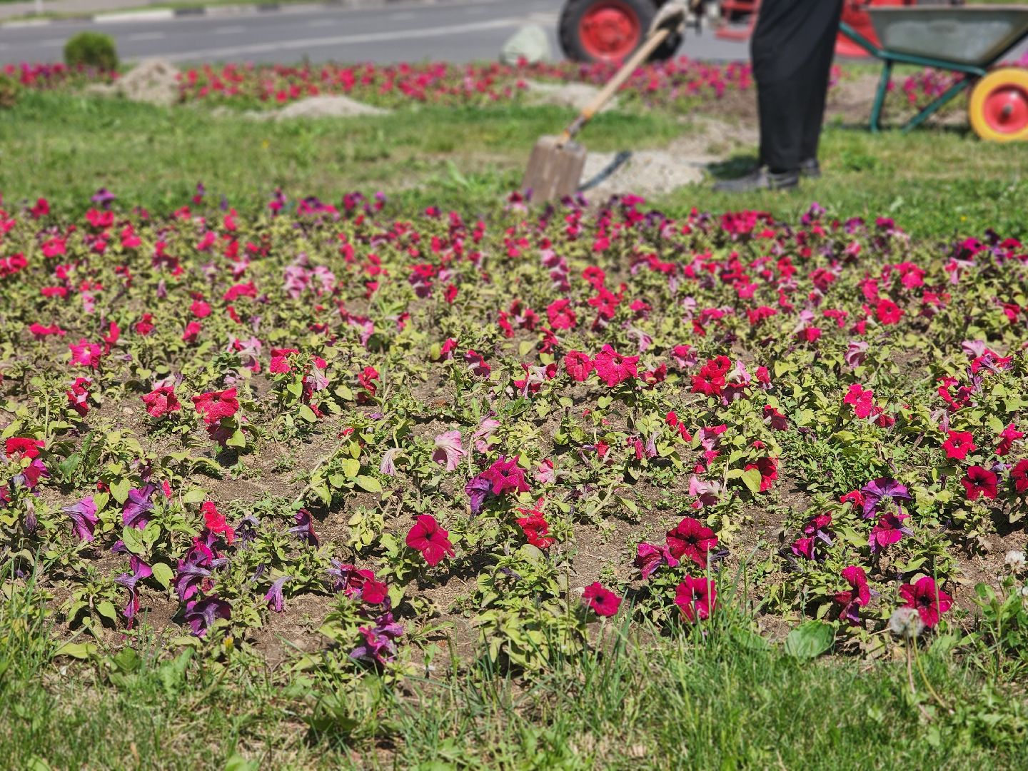 королёв, горзеленхозстрой, благоустройство ,