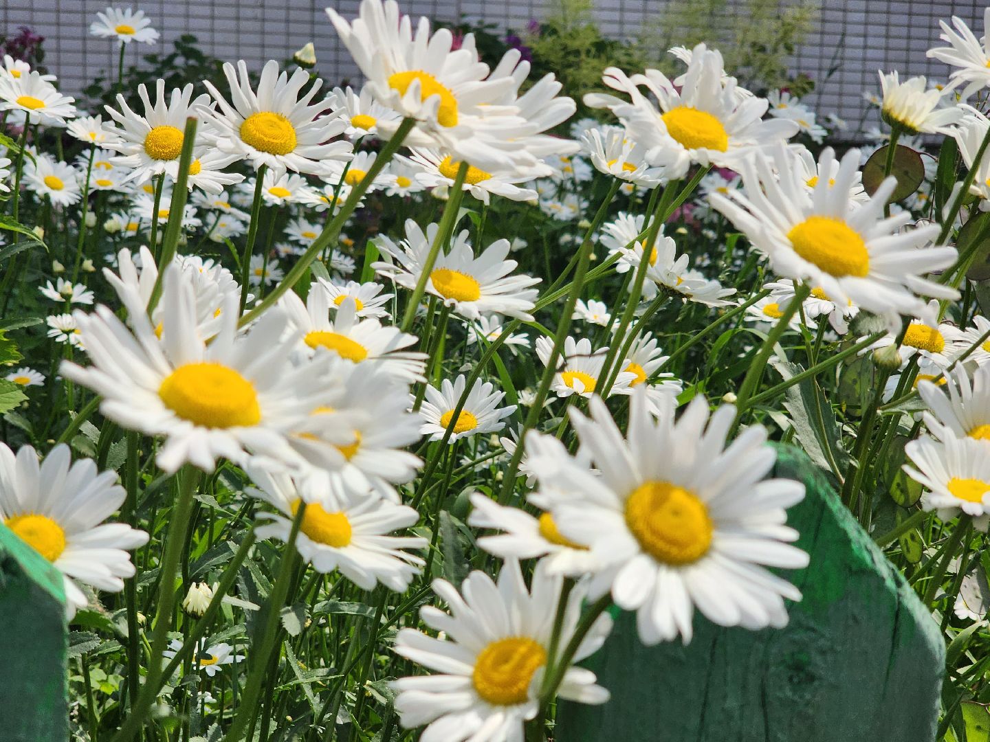 пущино, серпухов, благоустройство,