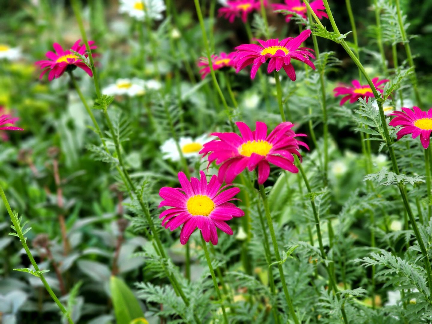 пущино, серпухов, благоустройство,