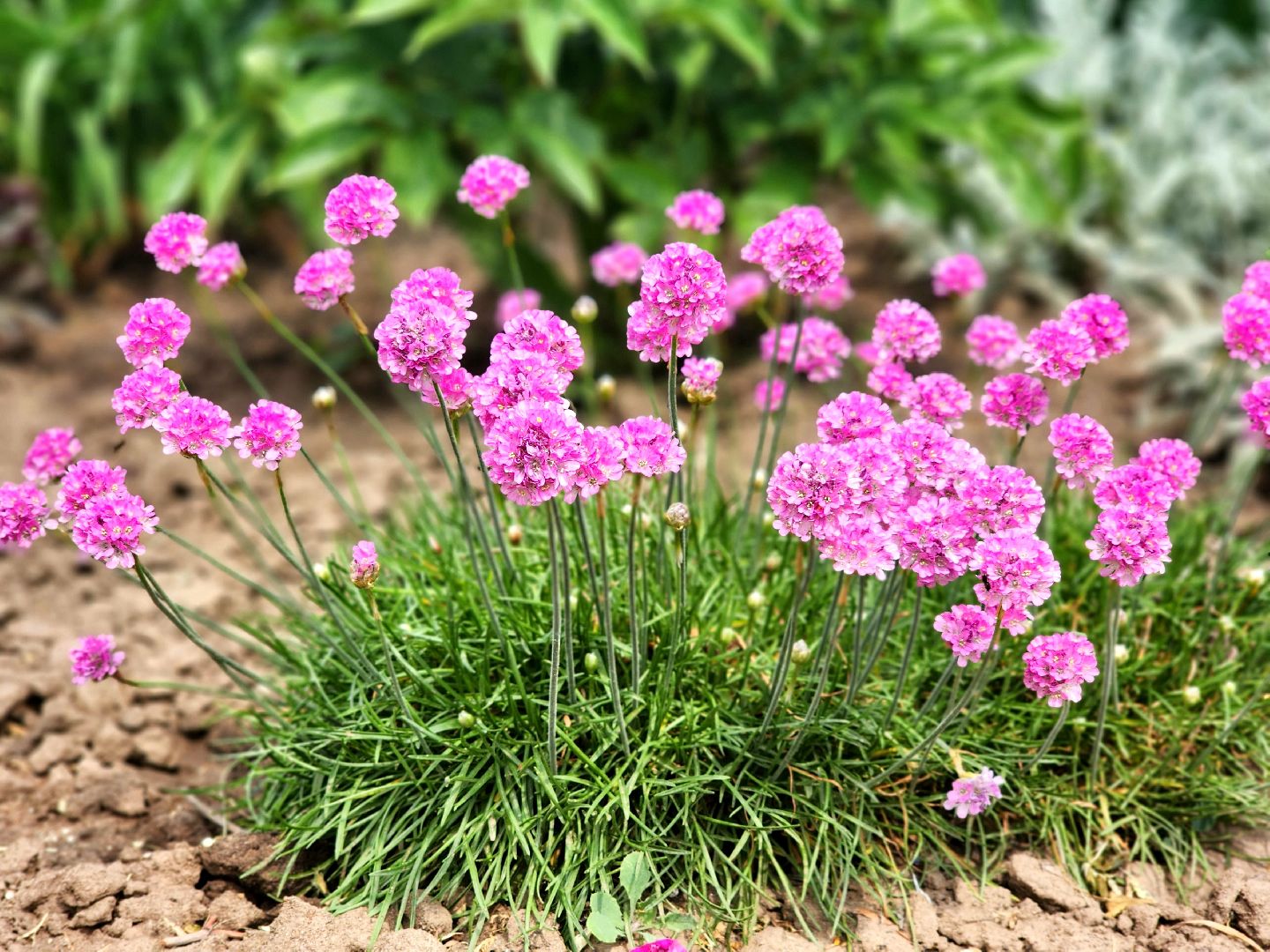 пущино, серпухов, благоустройство,