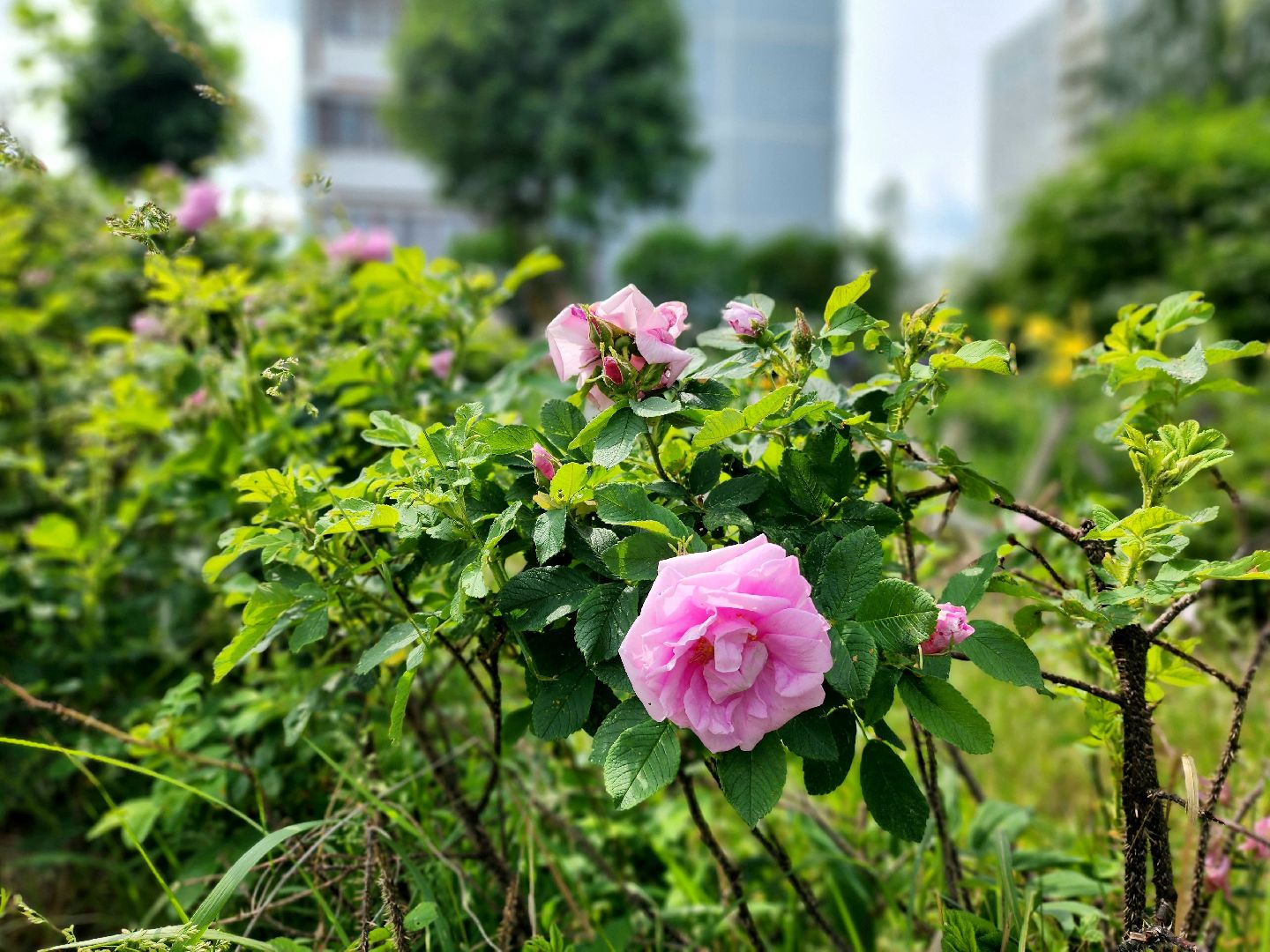 пущино, серпухов, благоустройство,