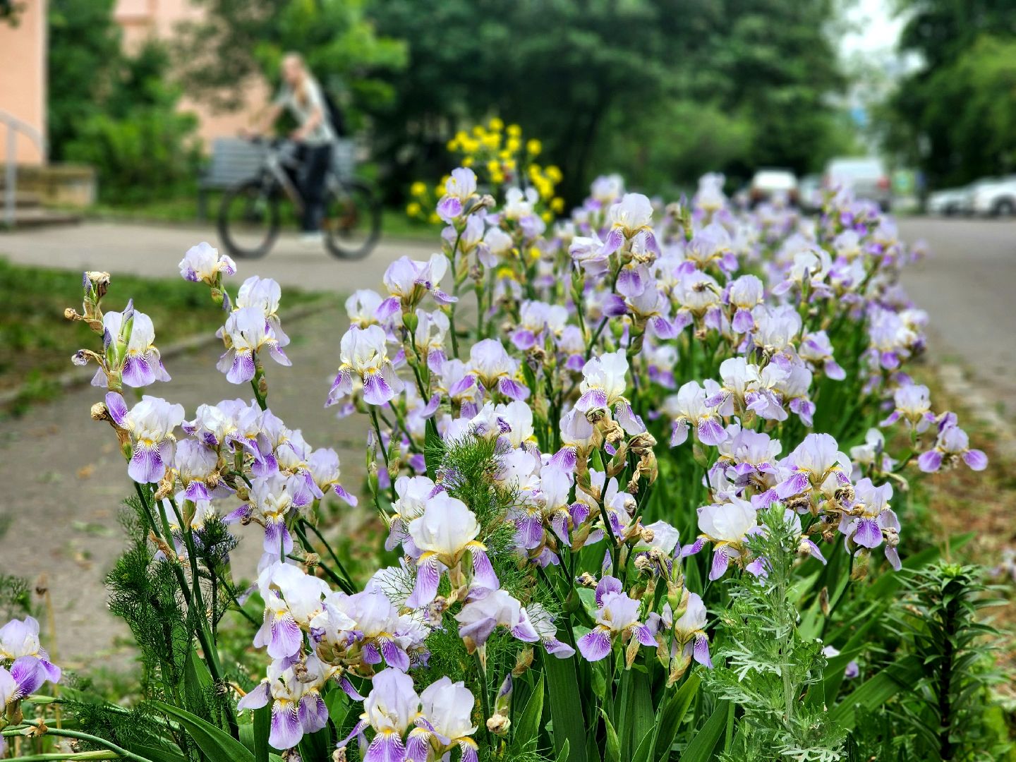 пущино, серпухов, благоустройство,