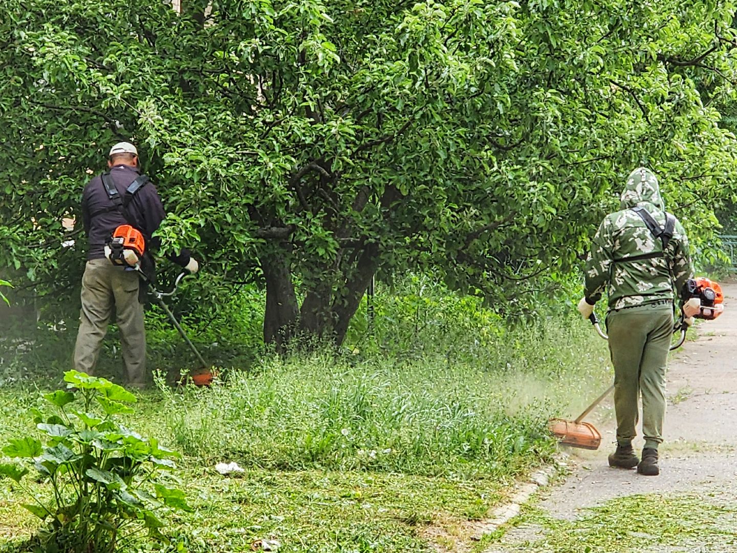 чехов, улица чехова 2, покос травы, содержание придомовой территории, уборка мусора, мбу чеховское благоустройство, озеленение,