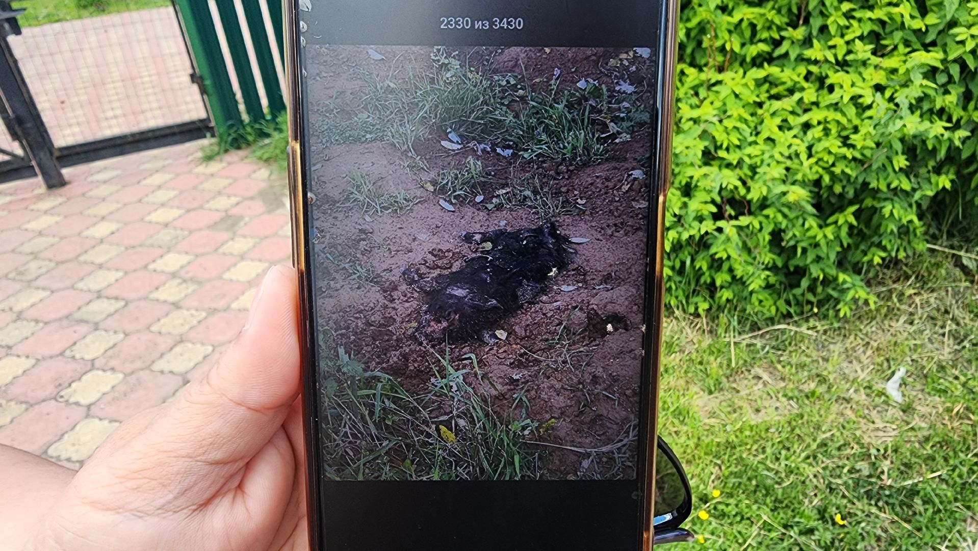 солнечногорск, сверчково, экология, свиноферма, прокуратура,