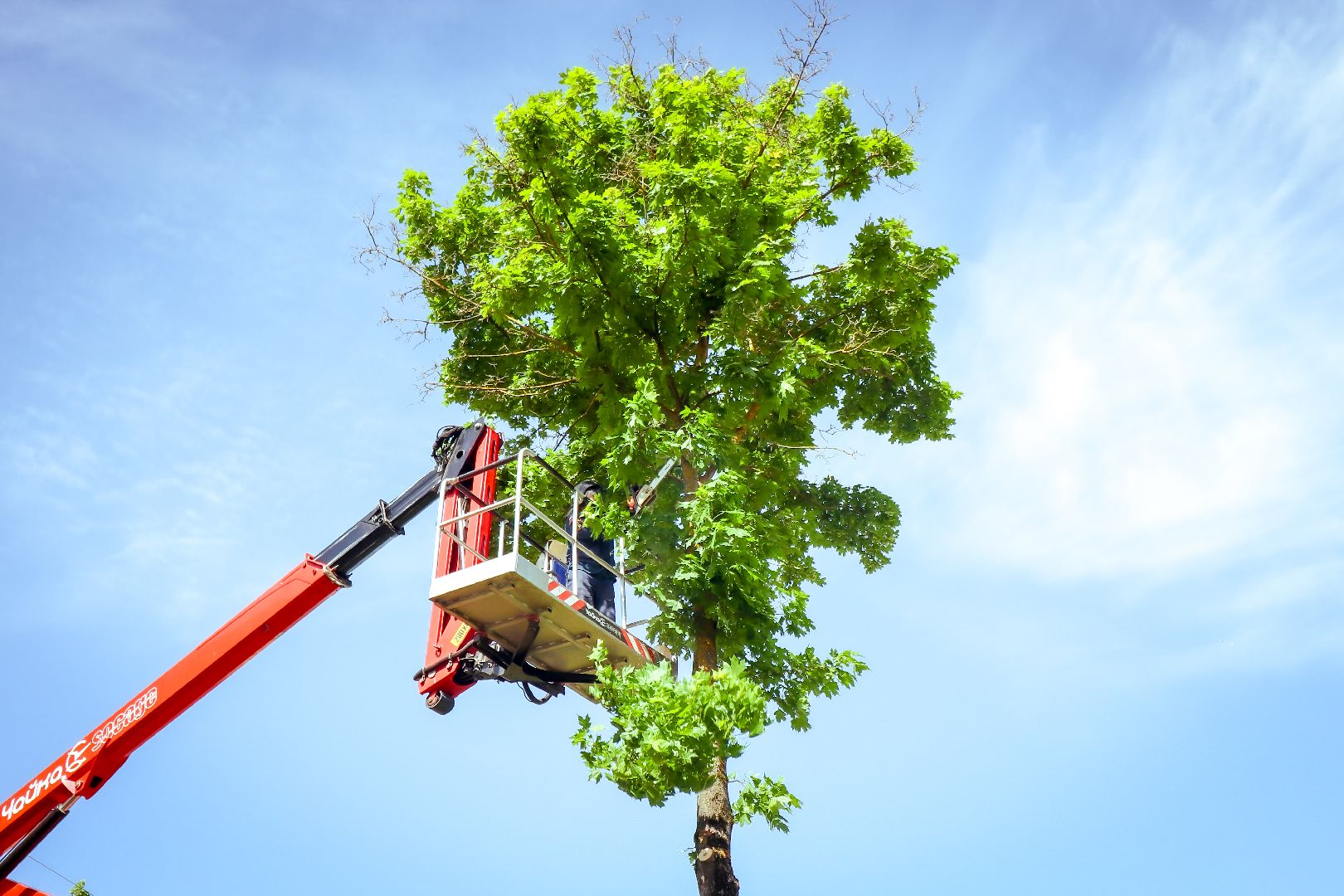 клин, благоустройство, жкх, опиловка деревьев,