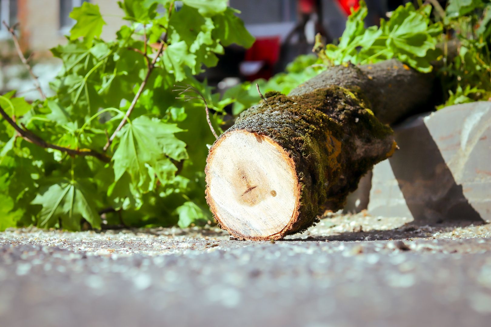клин, благоустройство, жкх, опиловка деревьев,