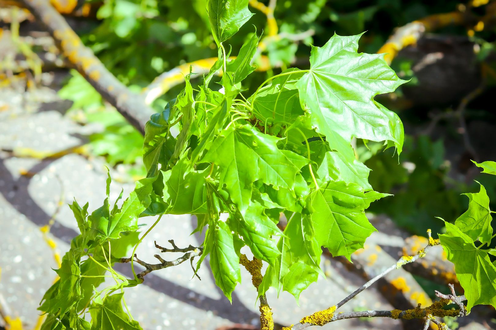 клин, благоустройство, жкх, опиловка деревьев,