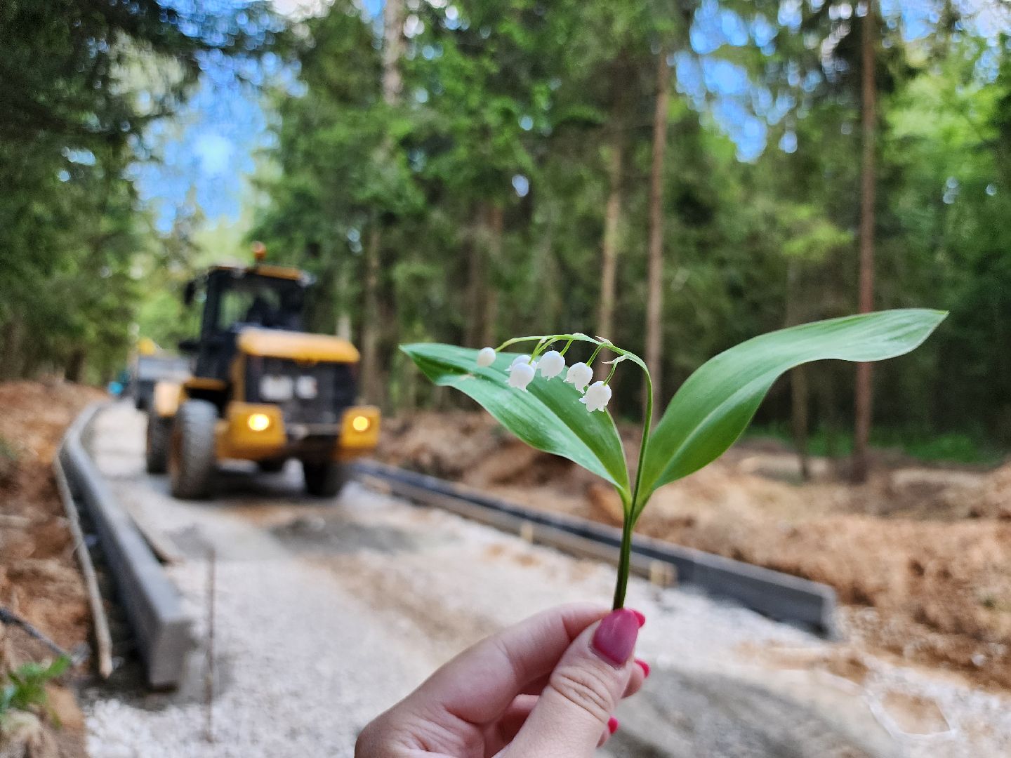 истра, лесопарк, благоустройство,