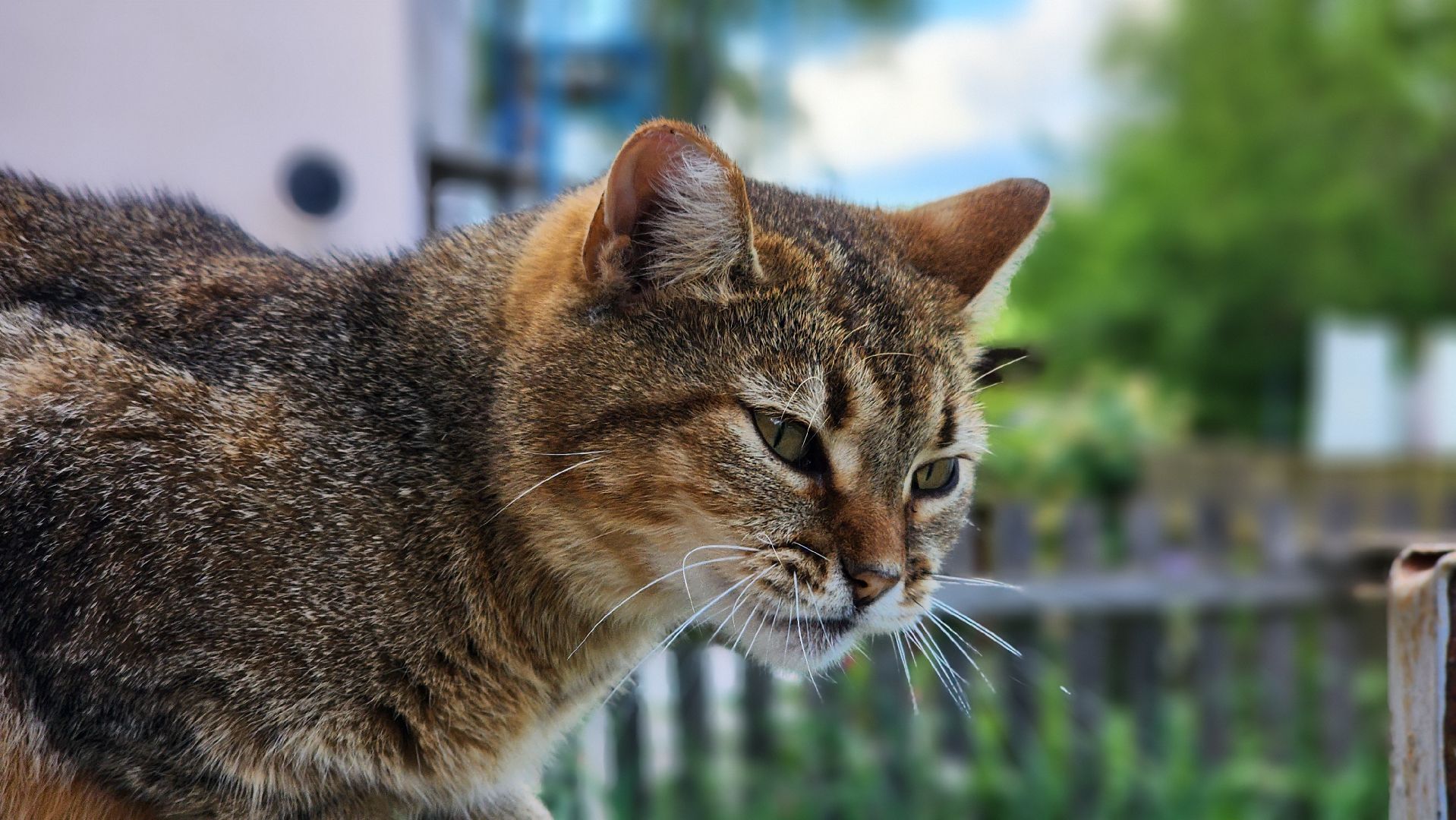 волоколамск, ремонт крыш, замена кровли,