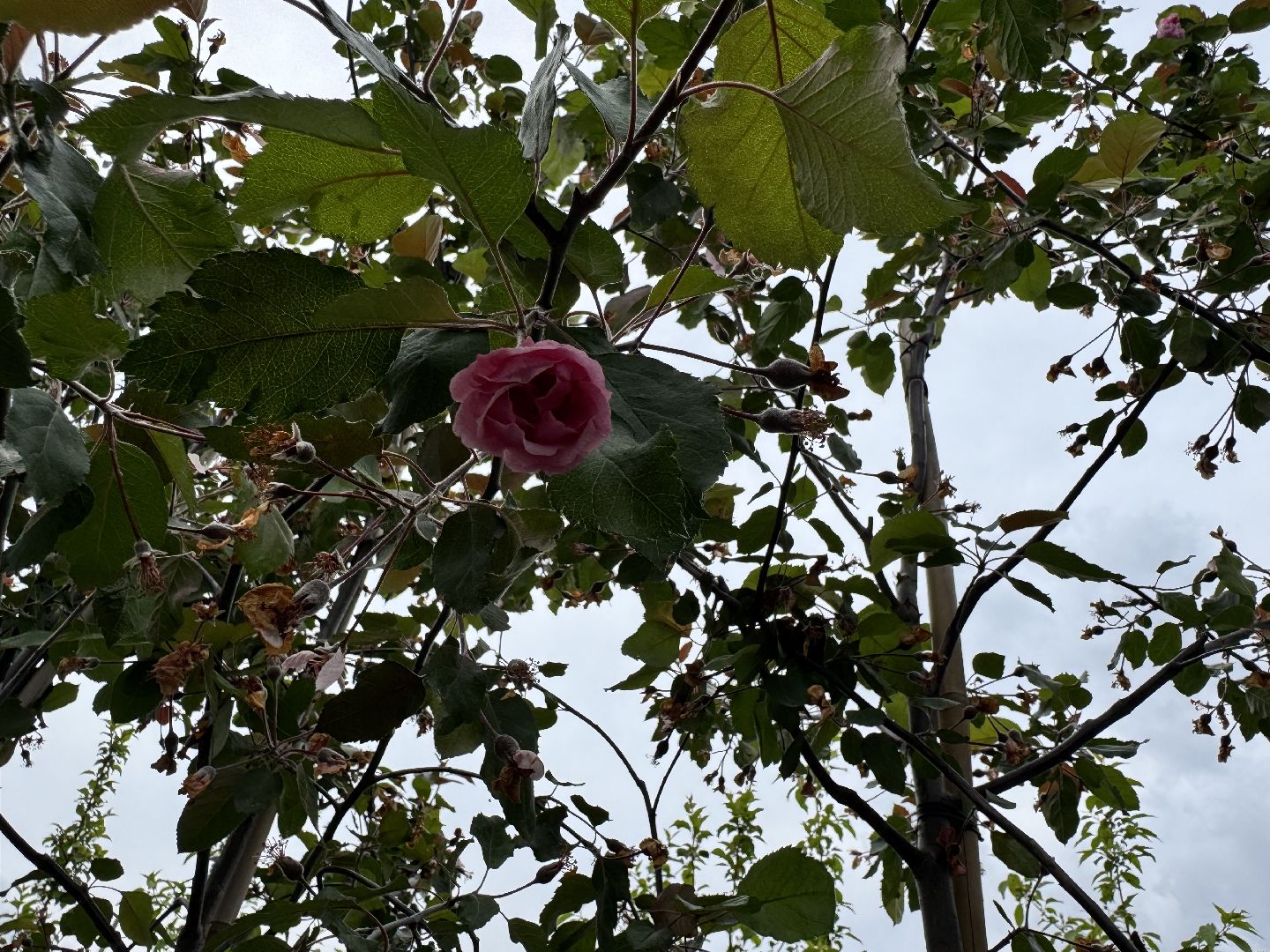 шаховская, питомник, питомник растений,