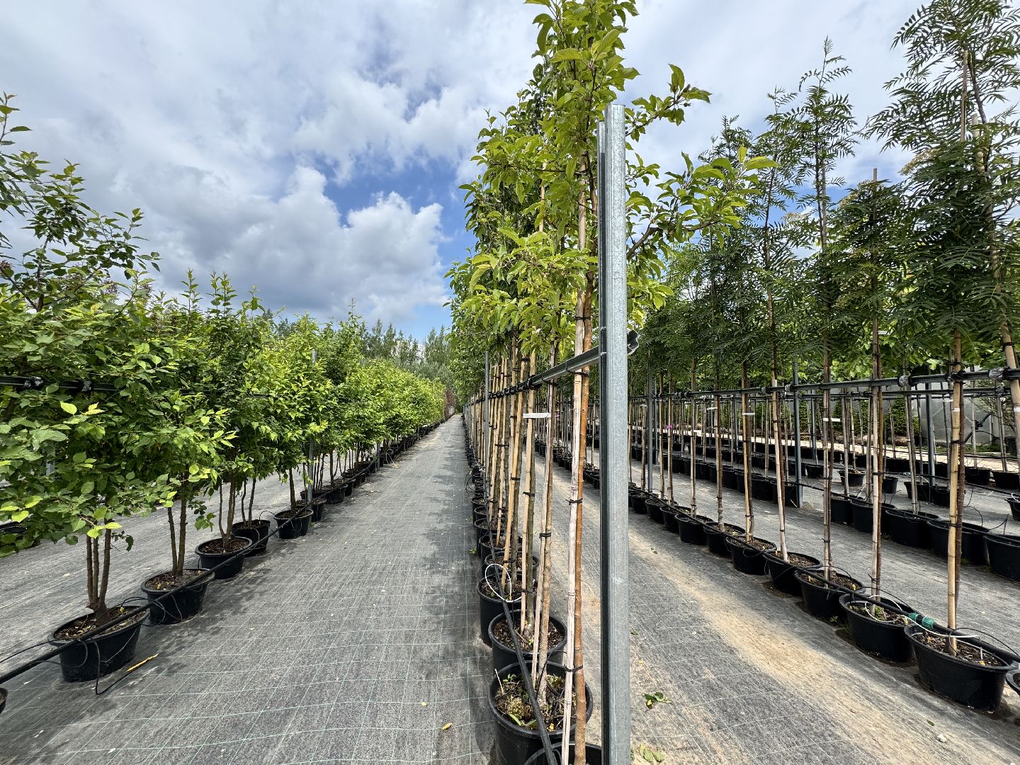 шаховская, питомник, питомник растений,