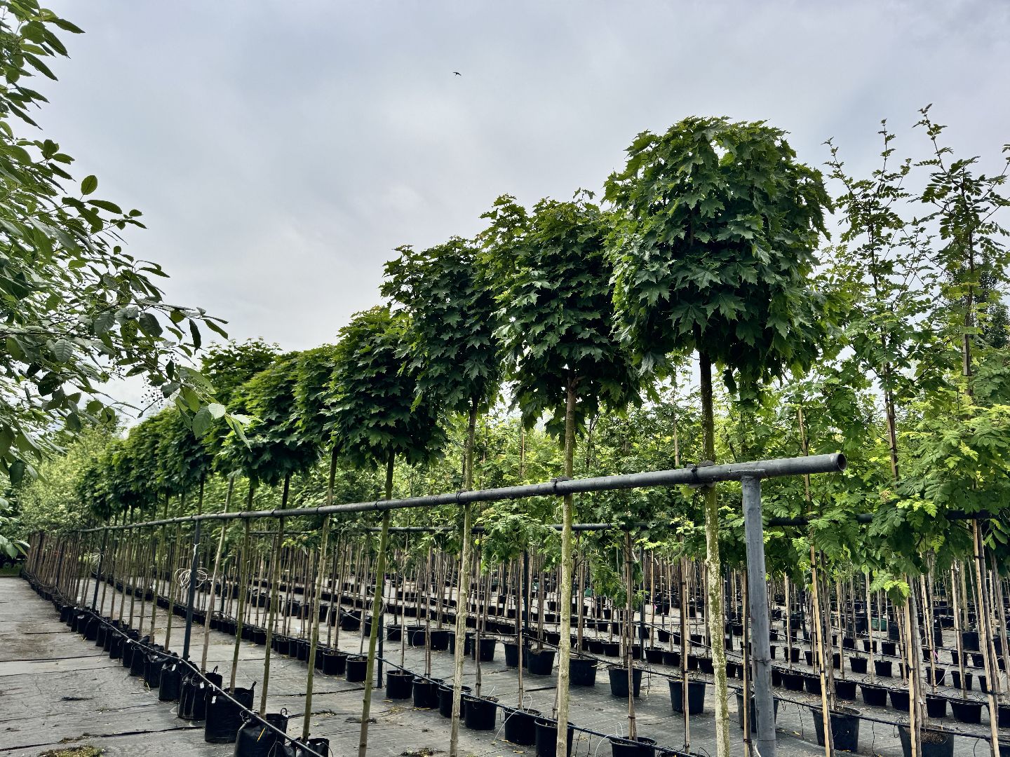 шаховская, питомник, питомник растений,