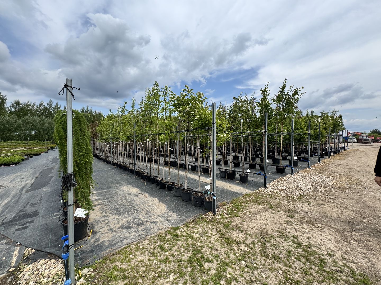 шаховская, питомник, питомник растений,