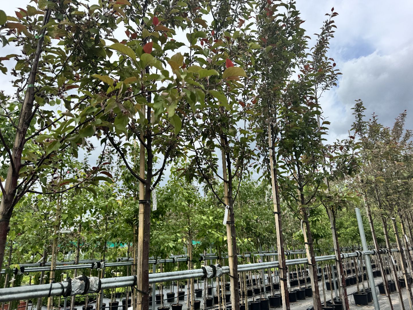 шаховская, питомник, питомник растений,