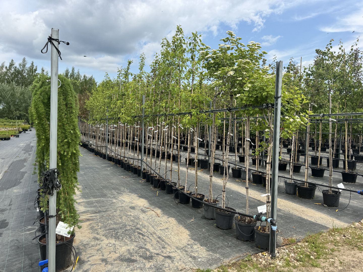 шаховская, питомник, питомник растений,