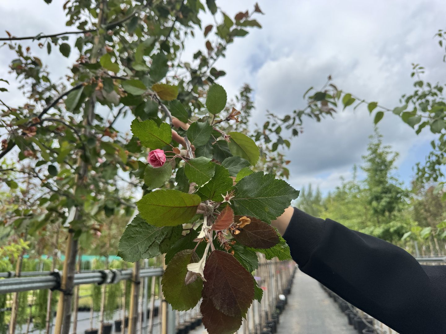 шаховская, питомник, питомник растений,