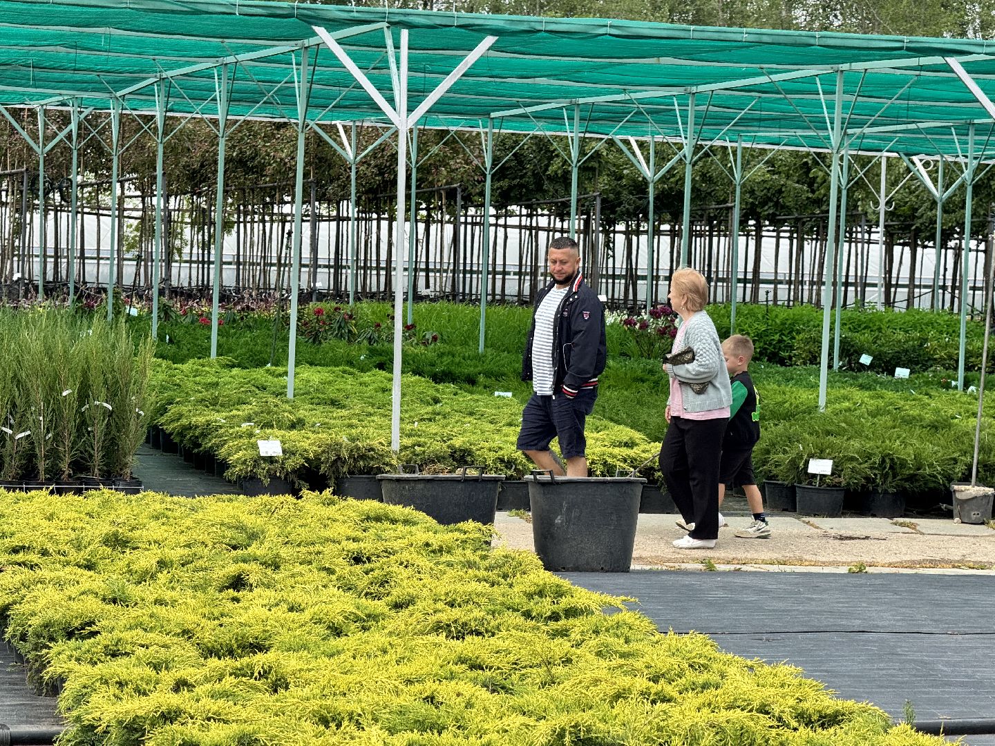 шаховская, питомник, питомник растений,