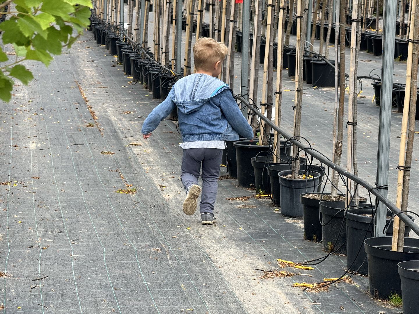 шаховская, питомник, питомник растений,