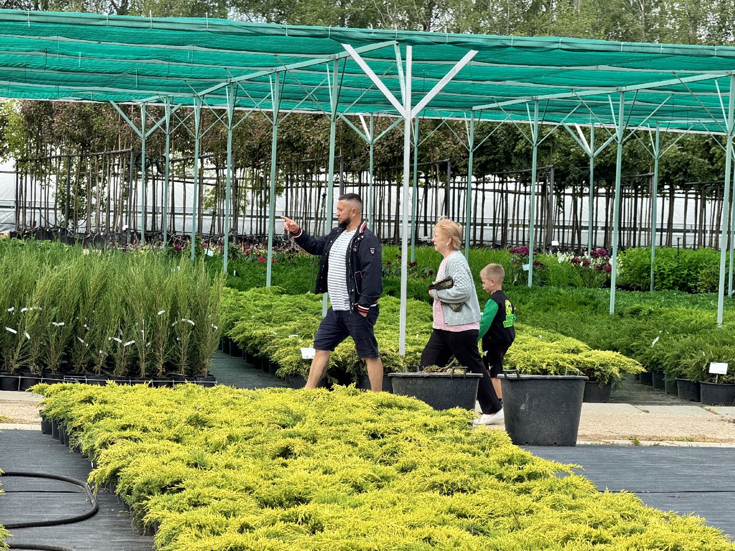 шаховская, питомник, питомник растений,