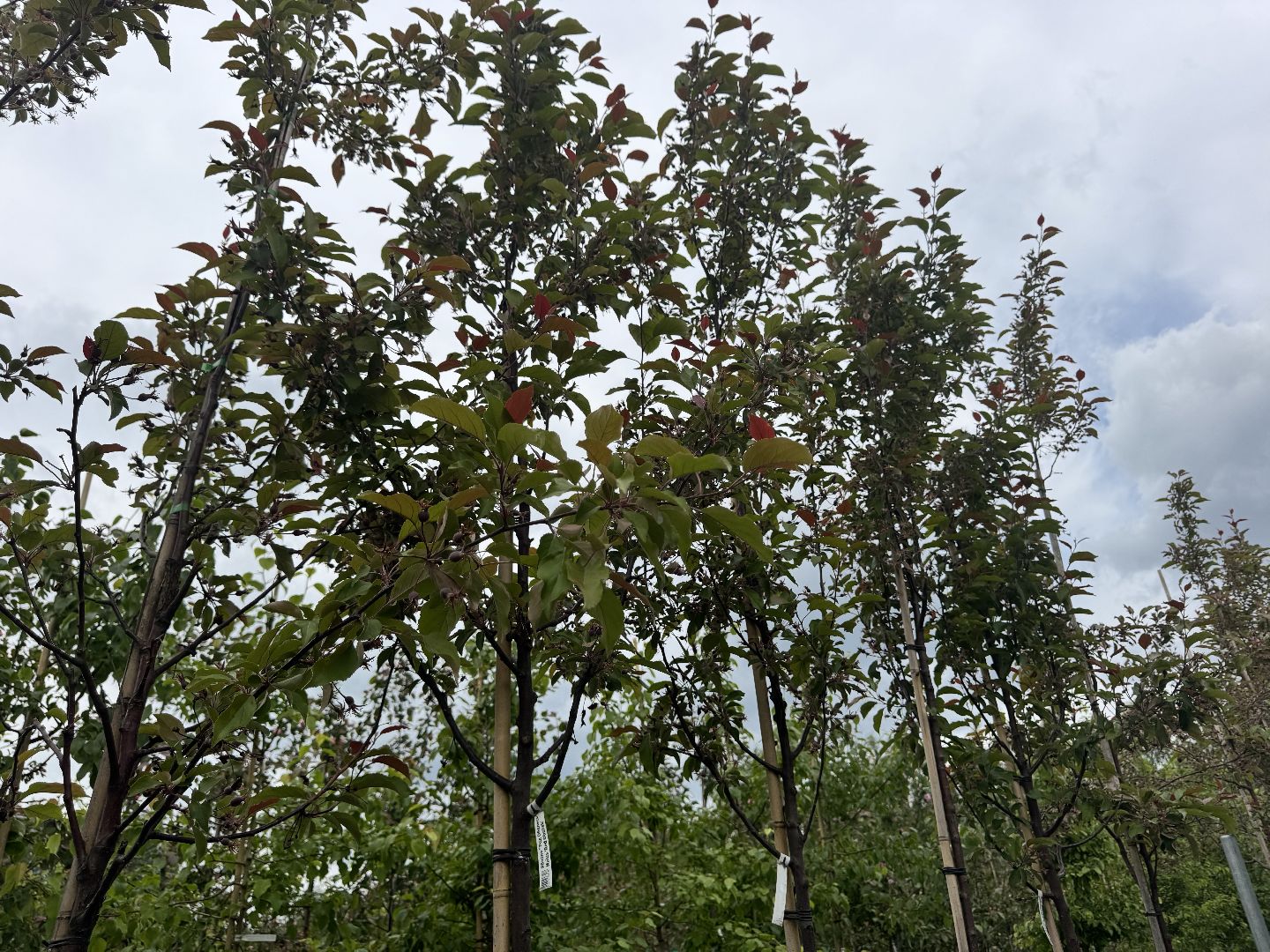 шаховская, питомник, питомник растений,