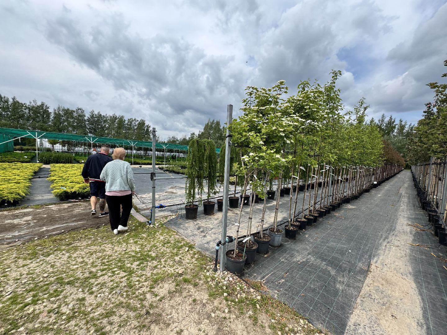 шаховская, питомник, питомник растений,