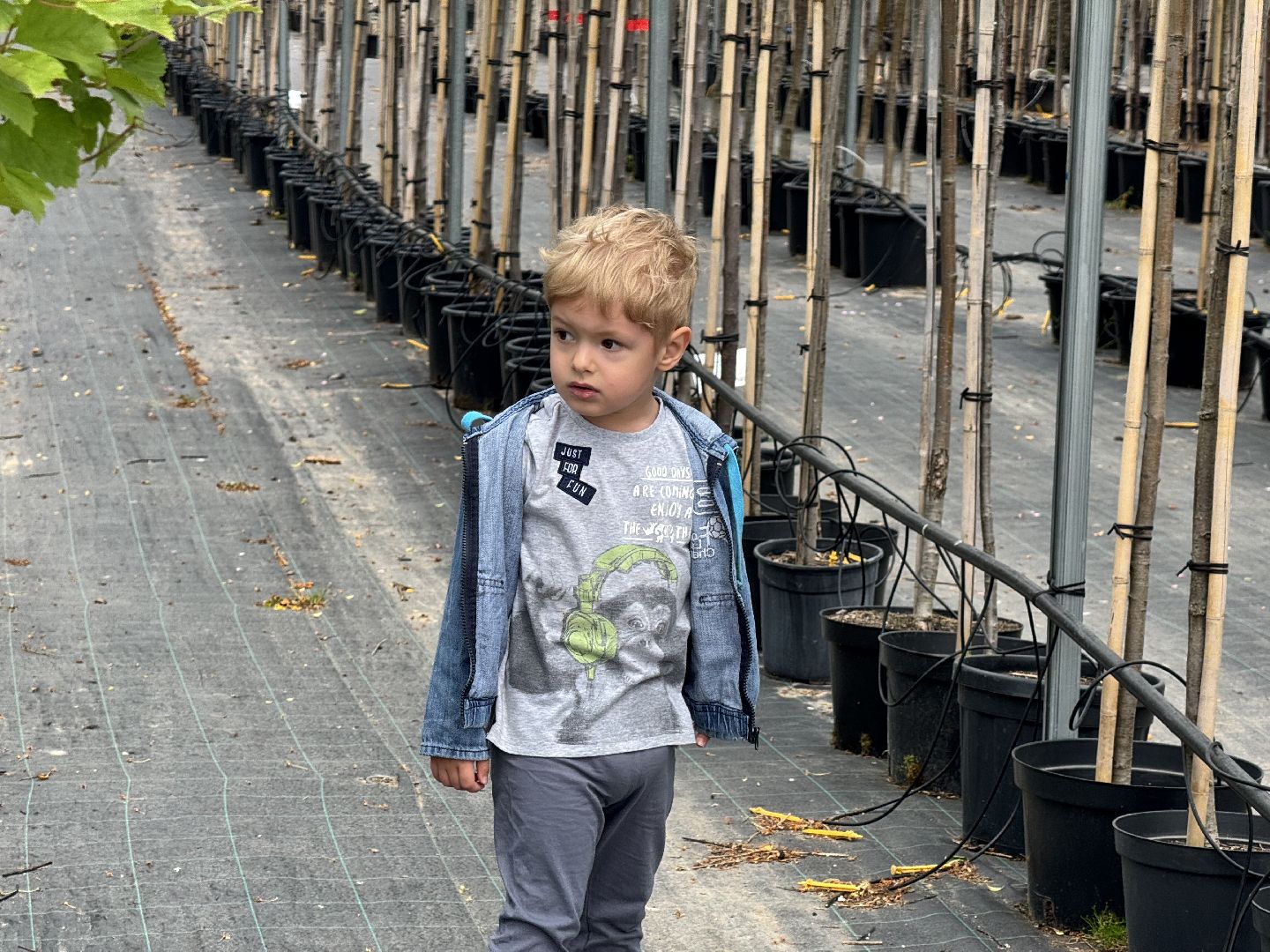 шаховская, питомник, питомник растений,