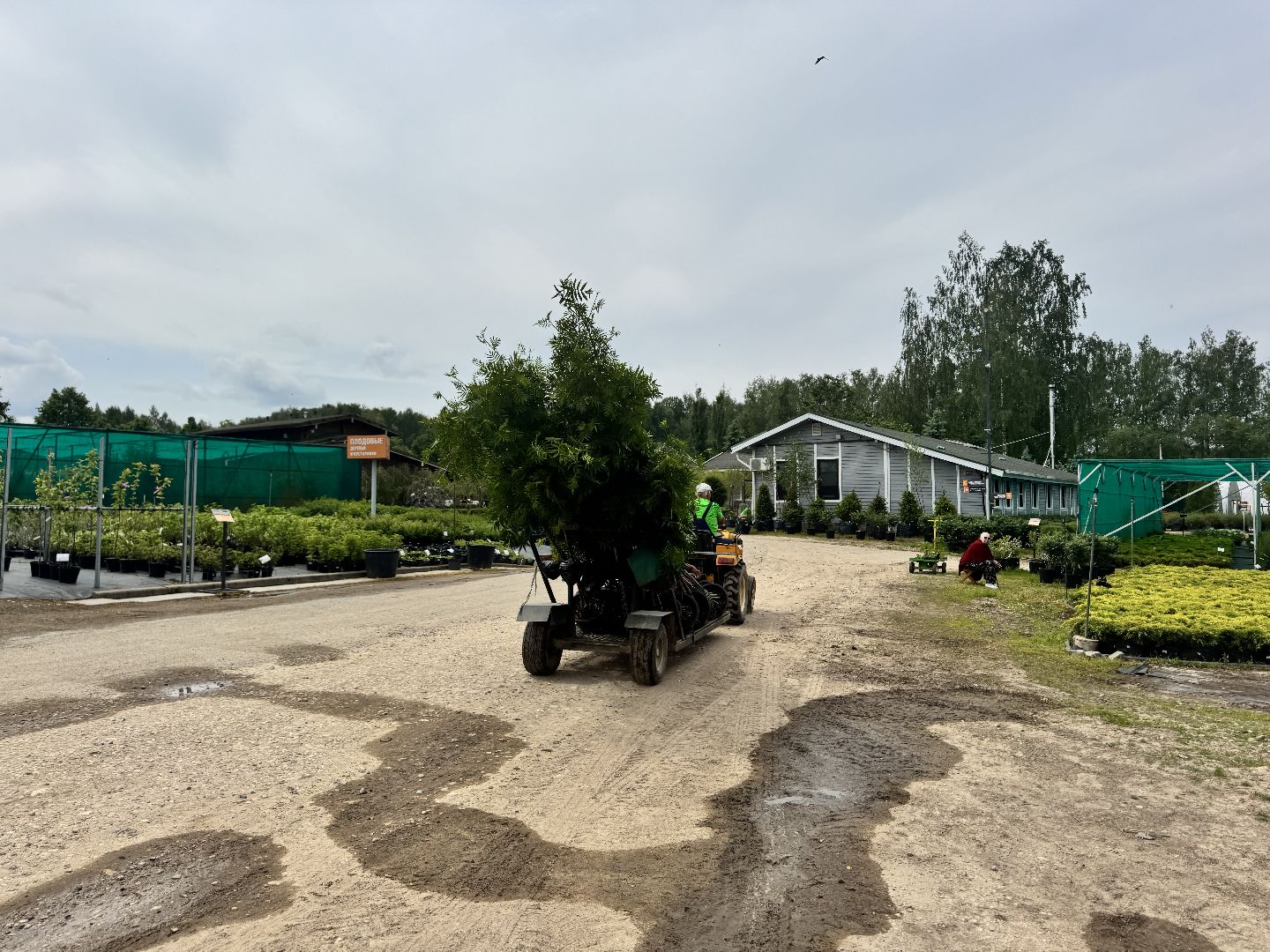 шаховская, питомник, питомник растений,