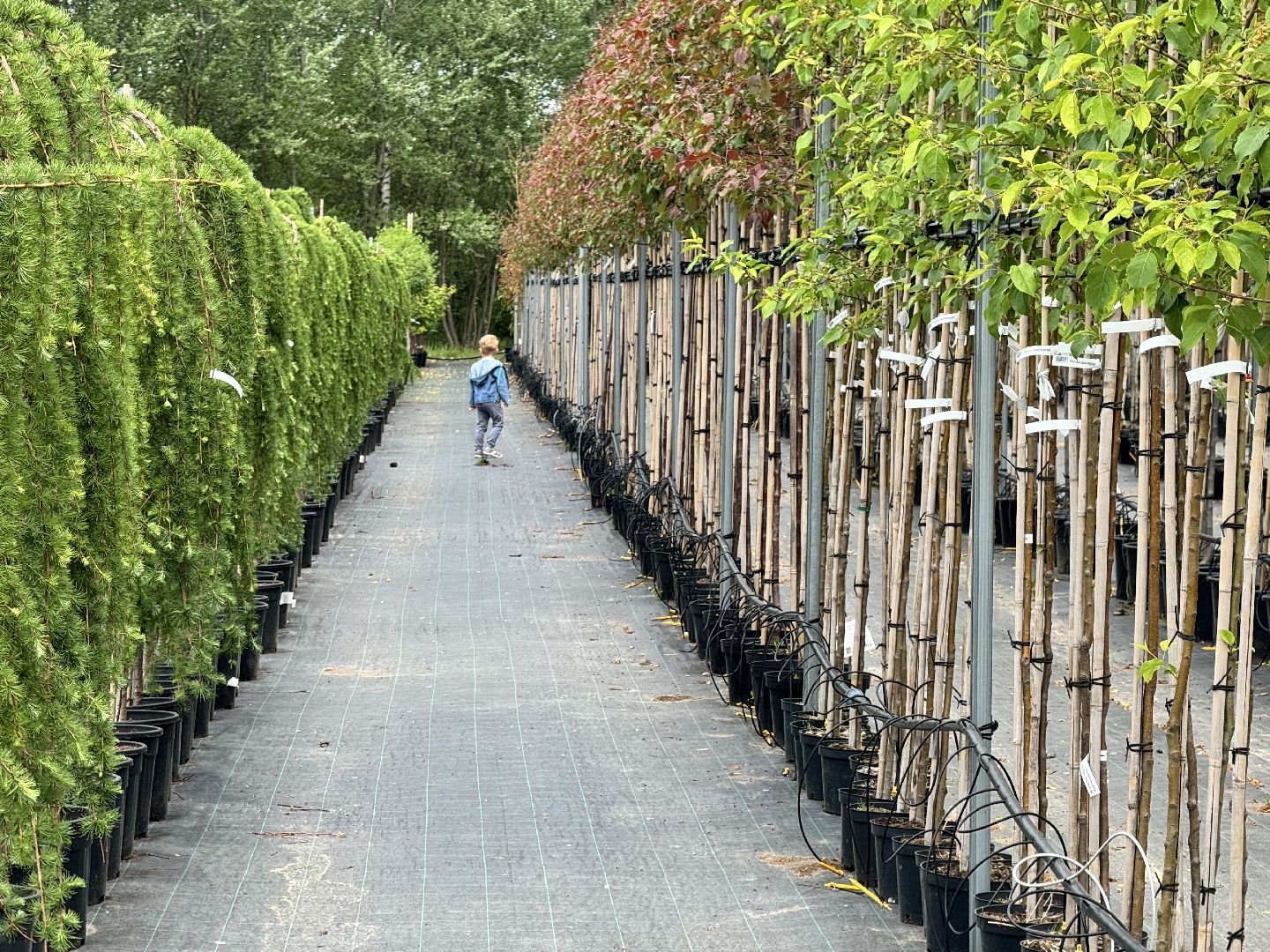 шаховская, питомник, питомник растений,