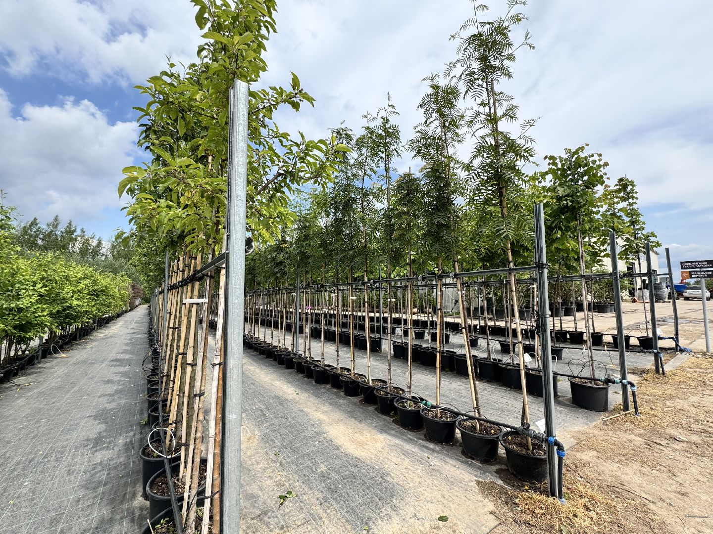 шаховская, питомник, питомник растений,