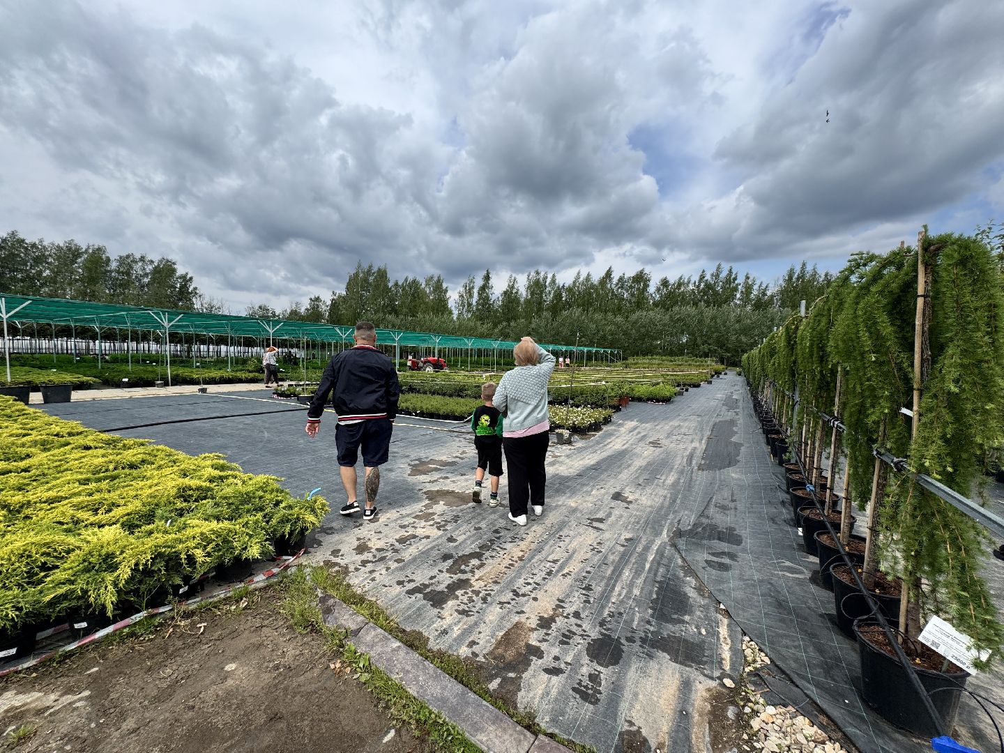 шаховская, питомник, питомник растений,