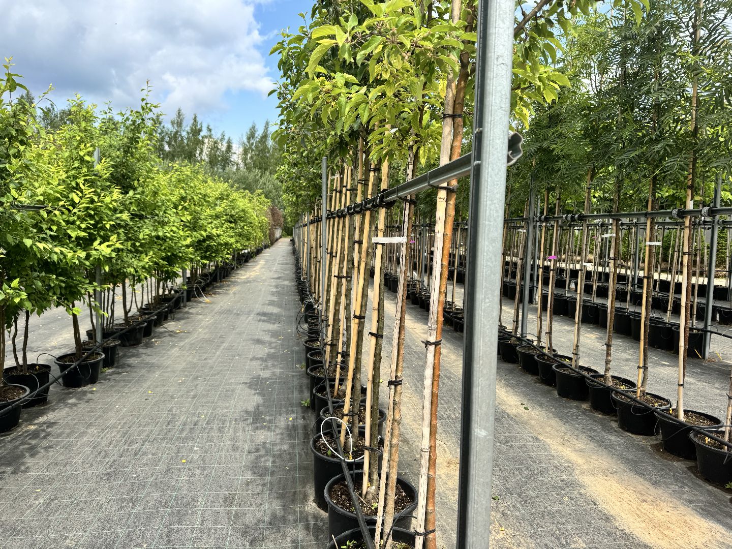 шаховская, питомник, питомник растений,